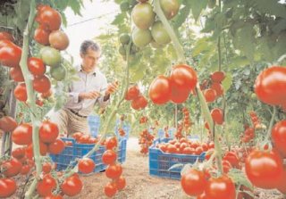 Programul Tomata și modificările apărute